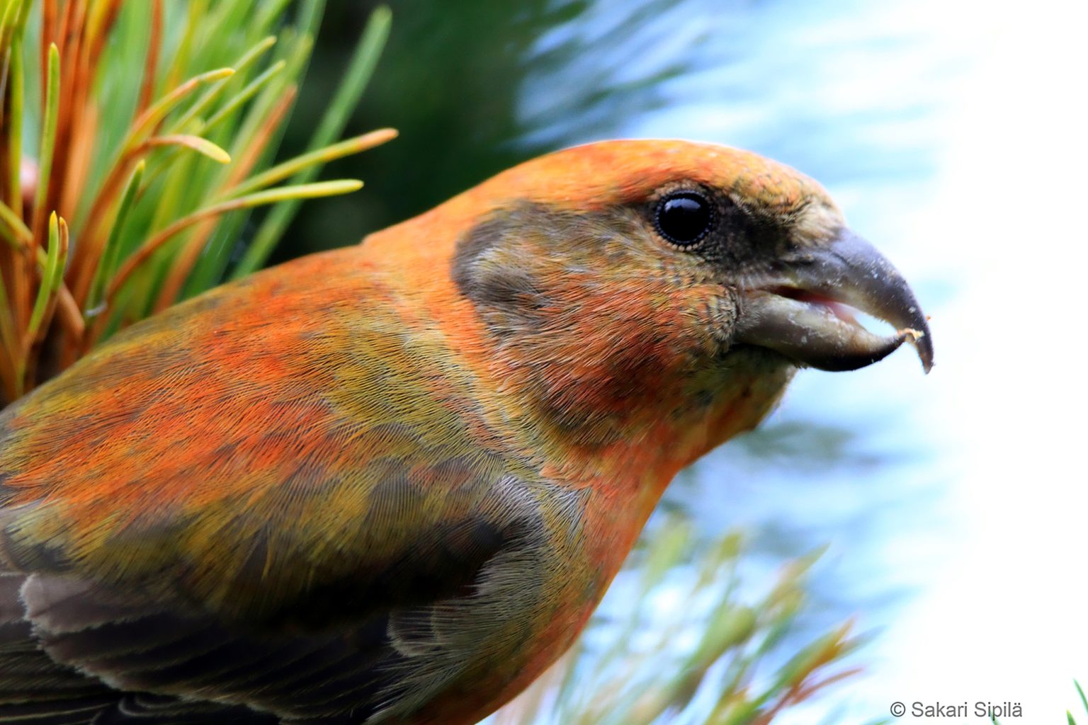 Valokuvaaja: Sakari Sipilä