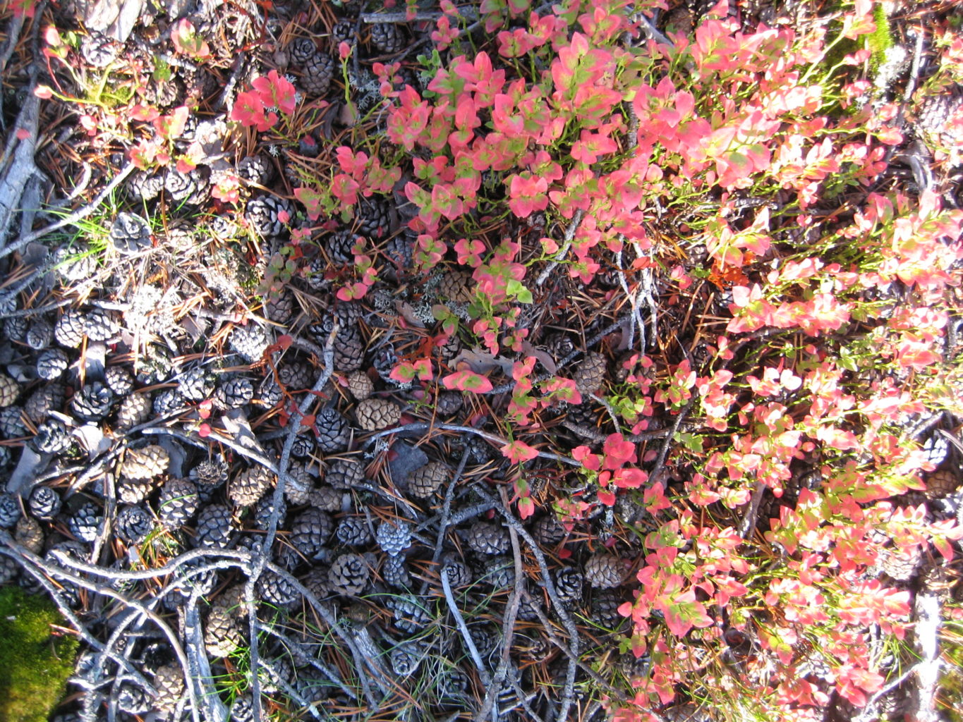 Valokuvaaja: Marja Marjamaa