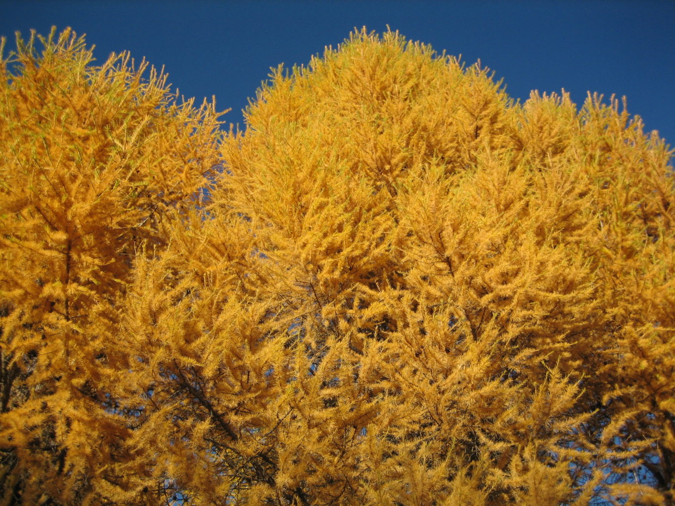 Valokuvaaja: Marja Marjamaa