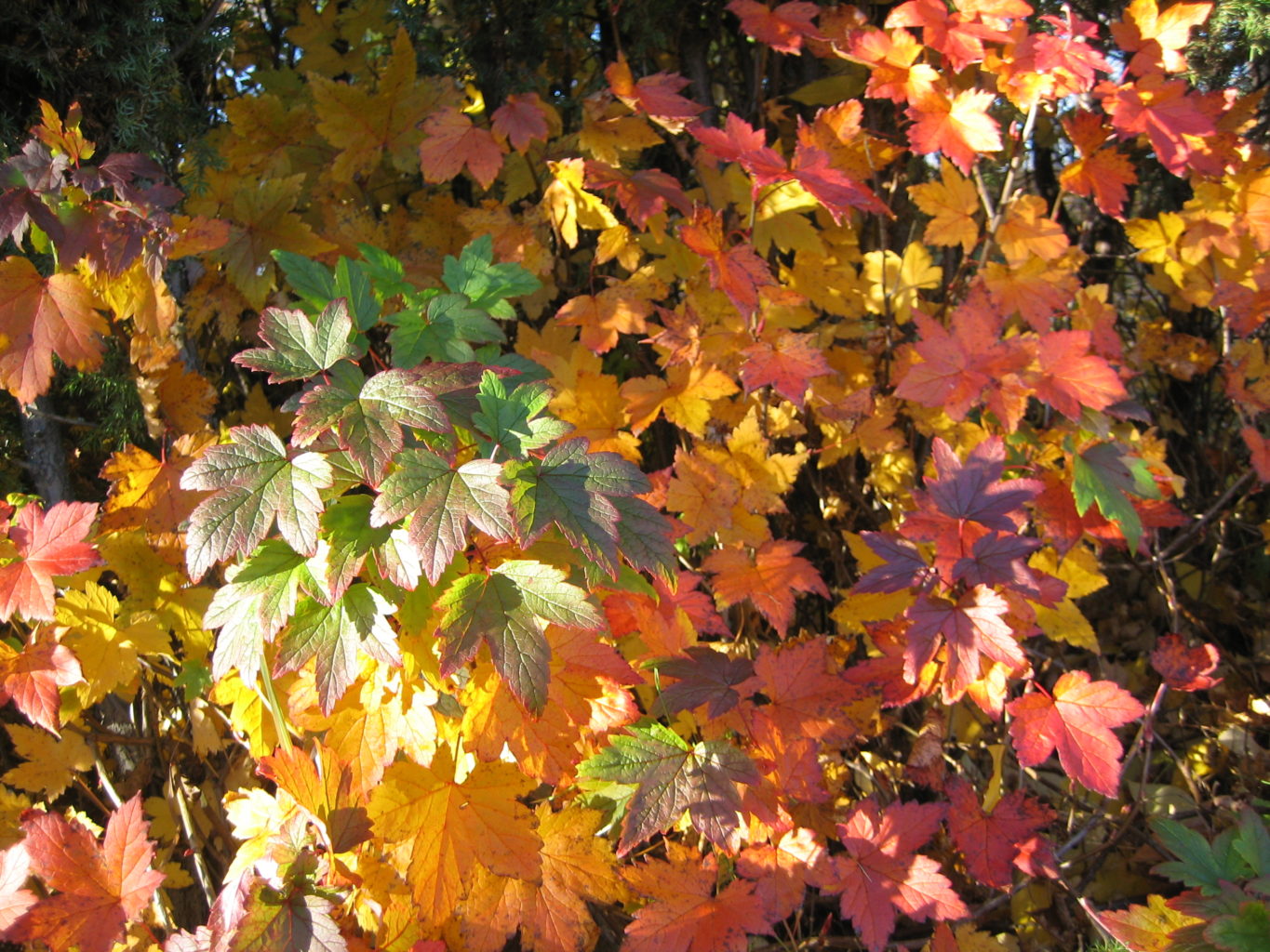 Valokuvaaja: Marja Marjamaa