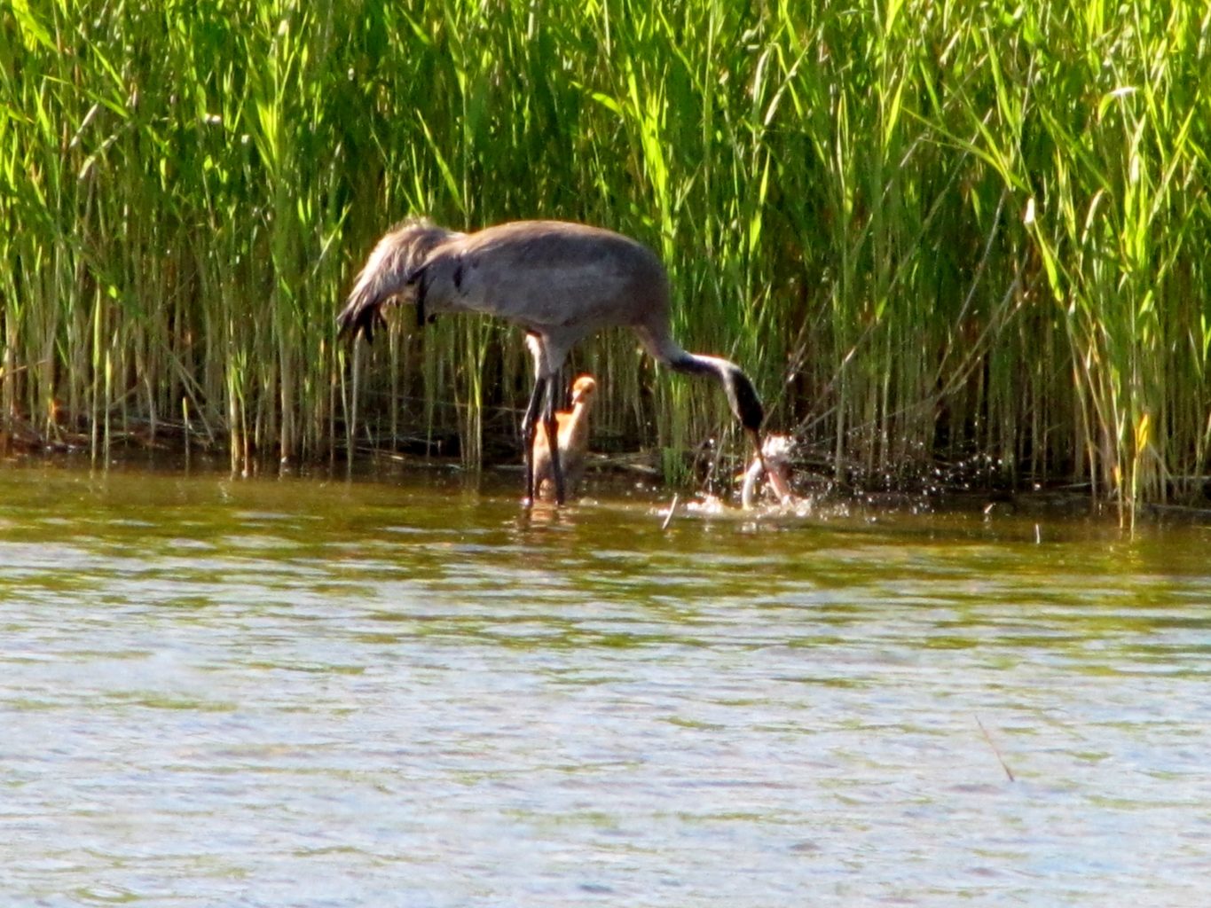 Valokuvaaja: L. Frangén
