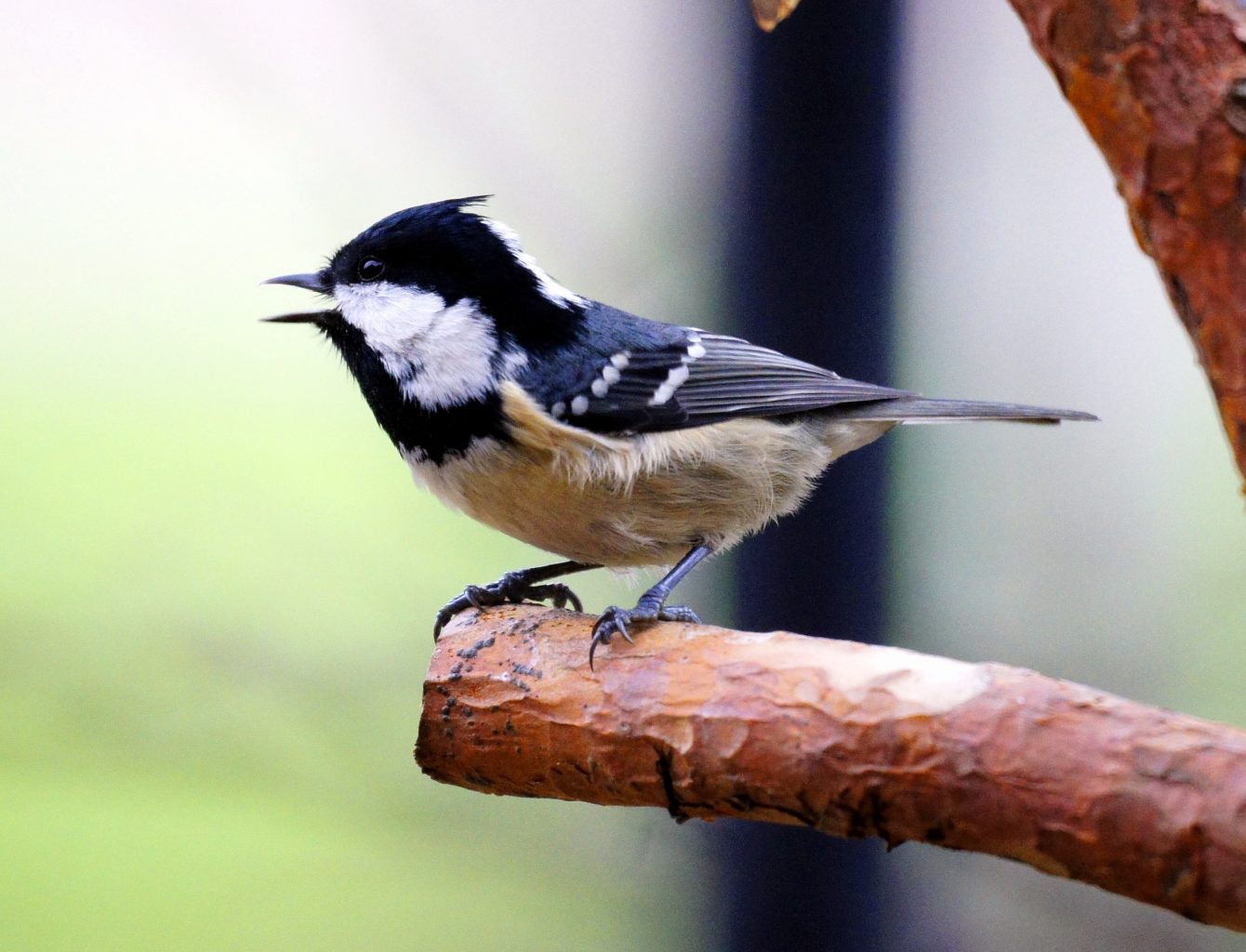 Valokuvaaja: Simo Pilpola