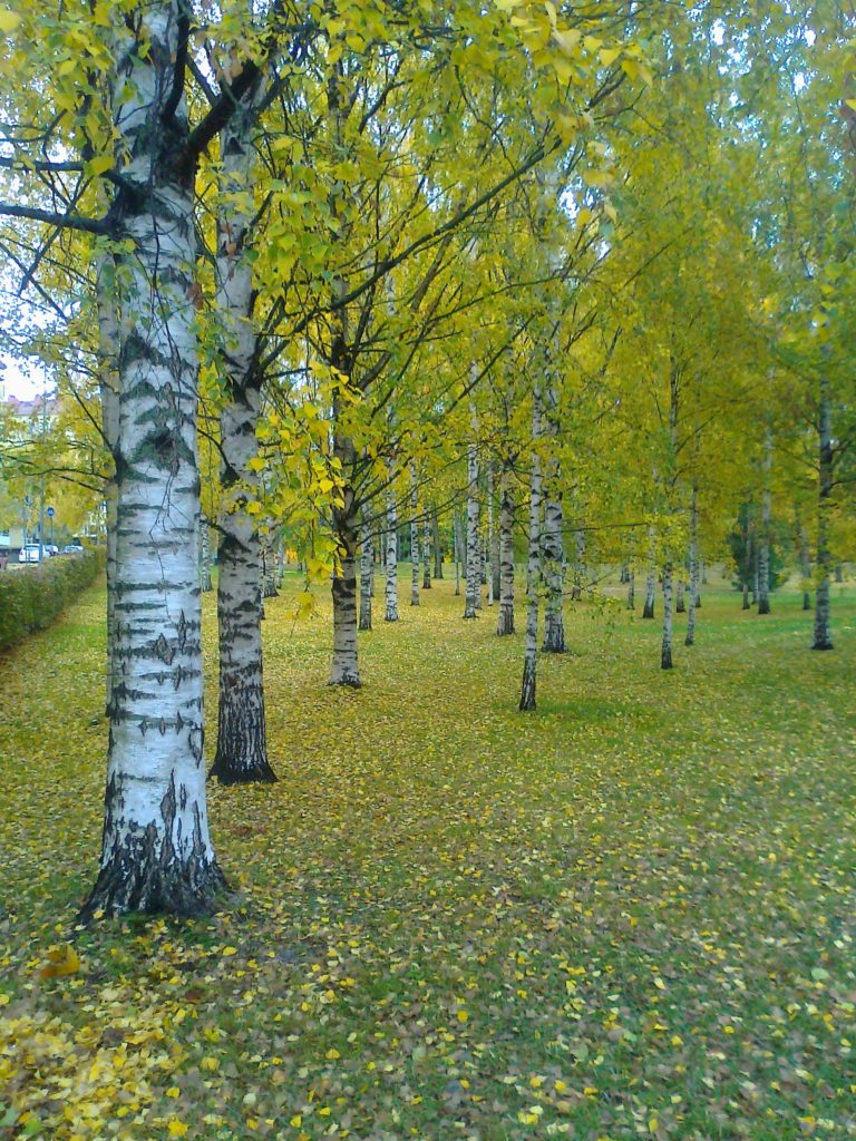 Valokuvaaja: Tarja Havastila