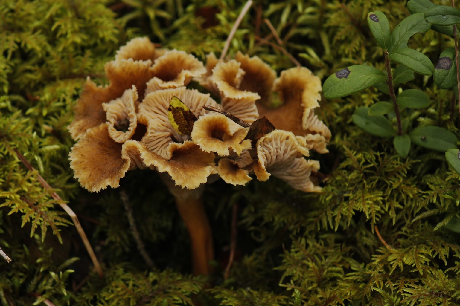 Valokuvaaja: Päivi Ronkainen Valokuvaaja: Päivi Ronkainen