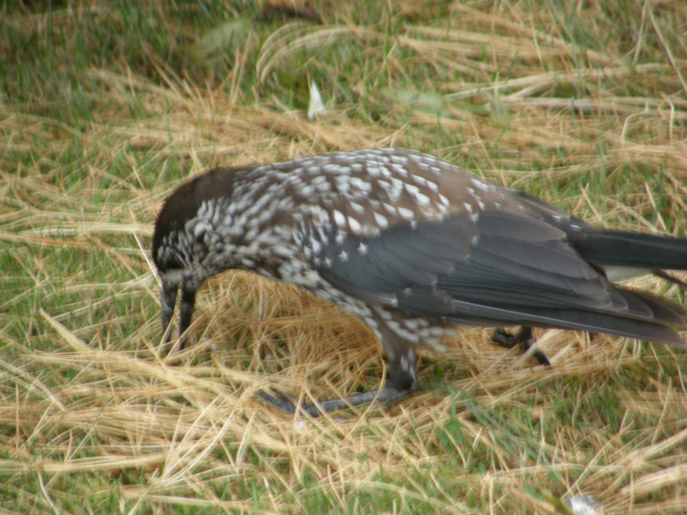 Valokuvaaja: Jukka Teräväinen
