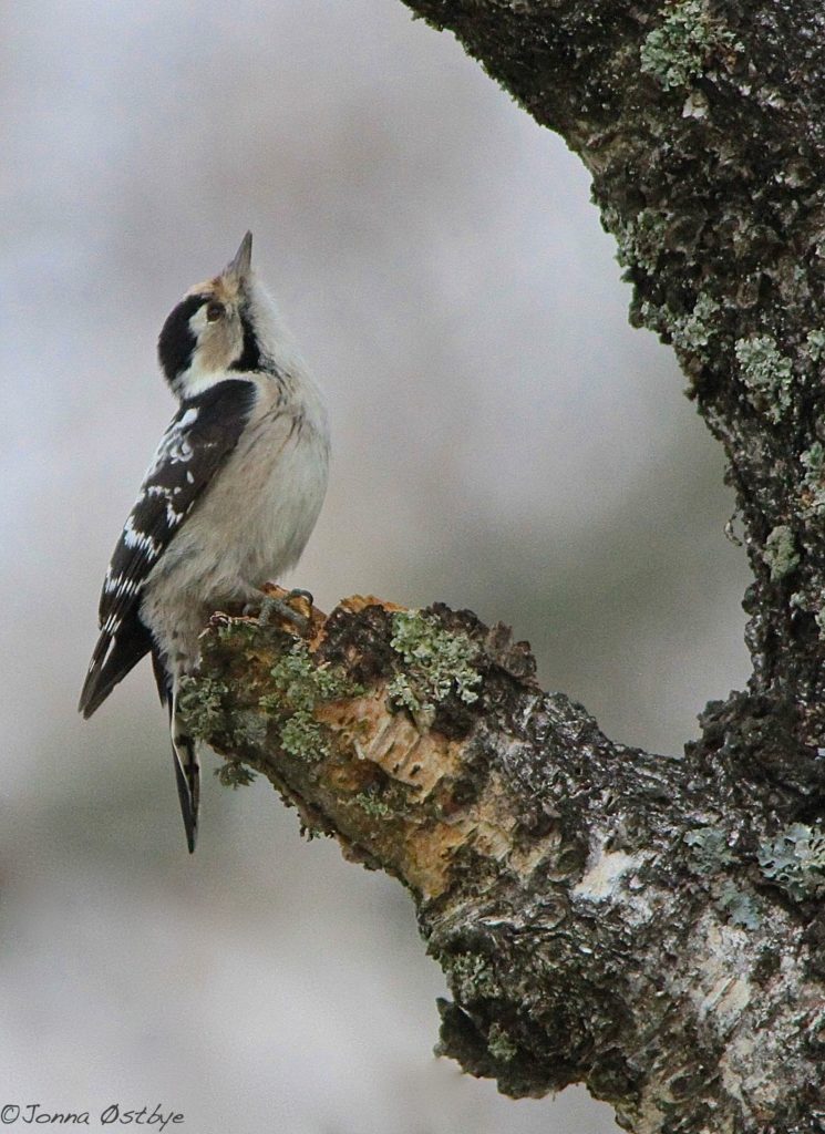Valokuvaaja: Jonna Östbye