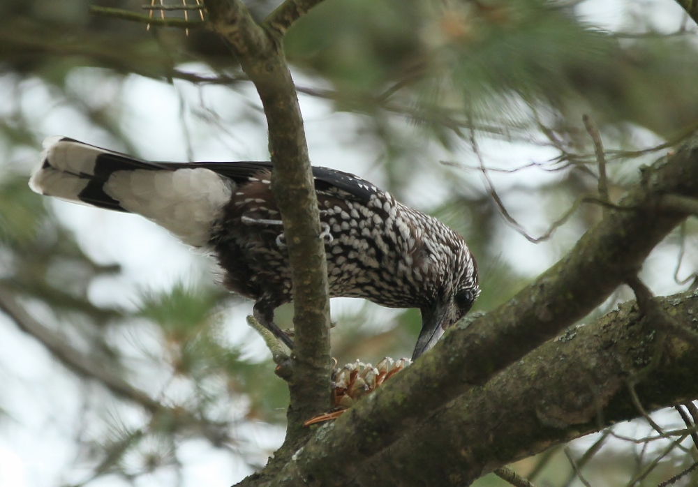 Valokuvaaja: Tuula Pirnes