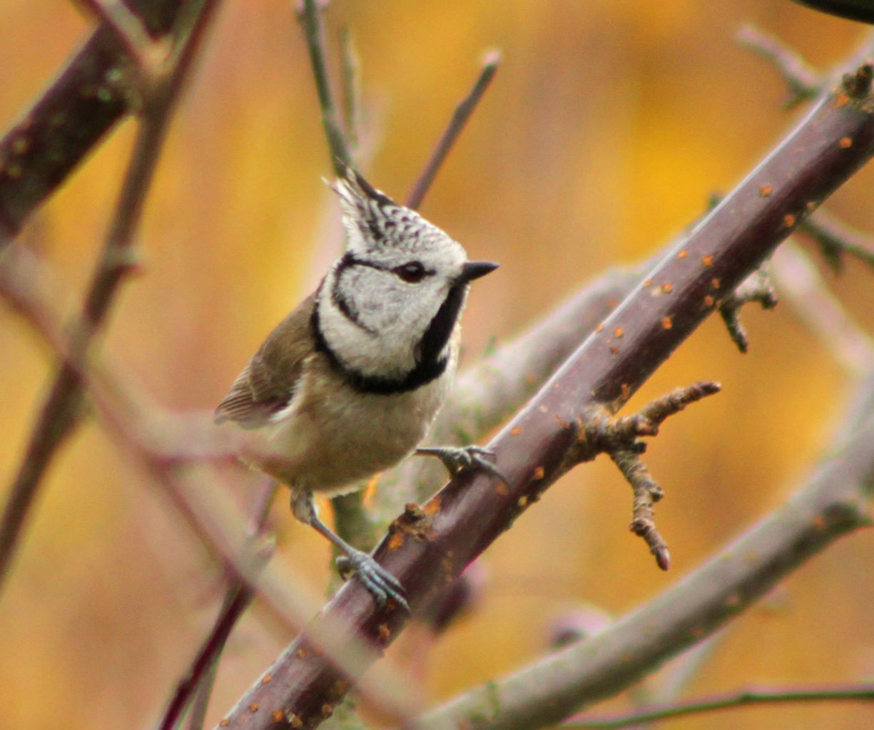Valokuvaaja: Tarja Porkkala