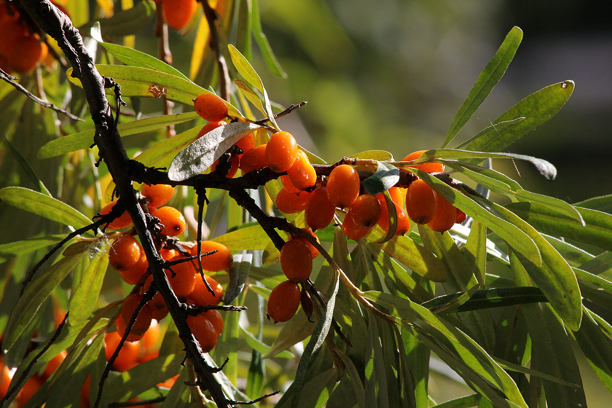 Valokuvaaja: Sari Vehmaskangas Valokuvaaja: Sari Vehmaskangas