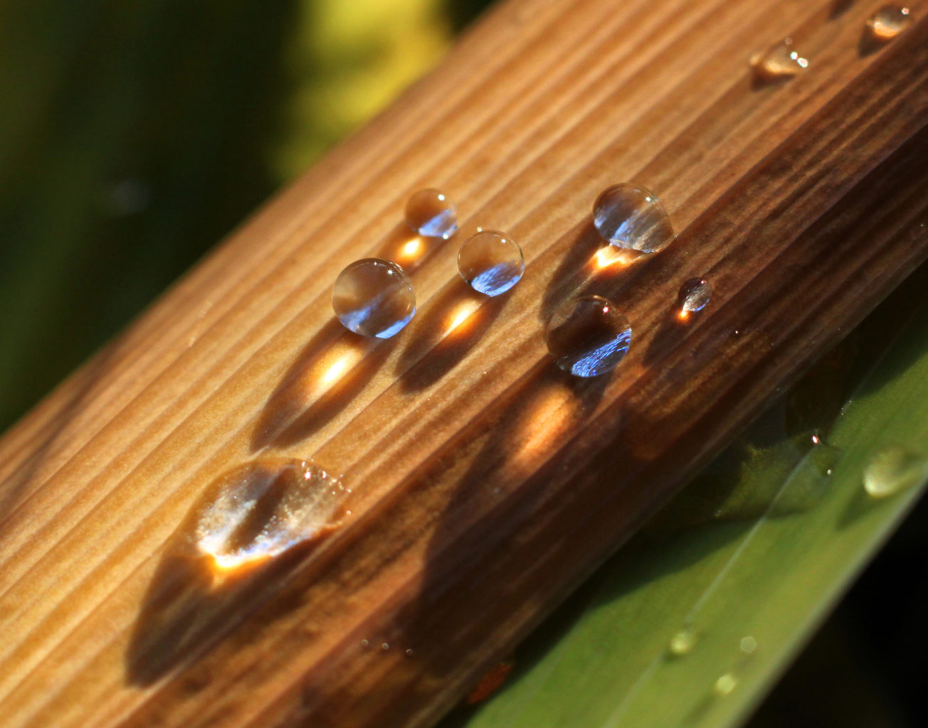 Valokuvaaja: Tarja Porkkala