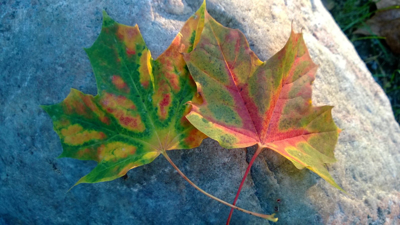 Valokuvaaja: Maarit Halonen