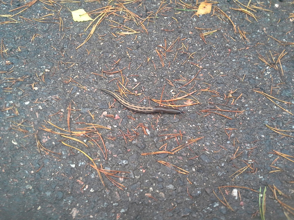 Valokuvaaja: Kari Inkinen