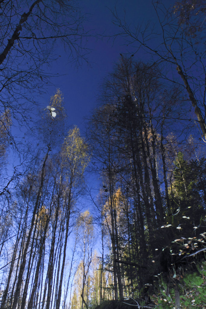 Valokuvaaja: Jari Ruotsalainen