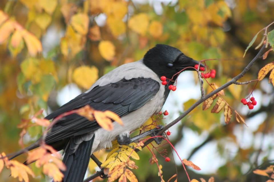 Valokuvaaja: Sanna Kaisla-Jokinen