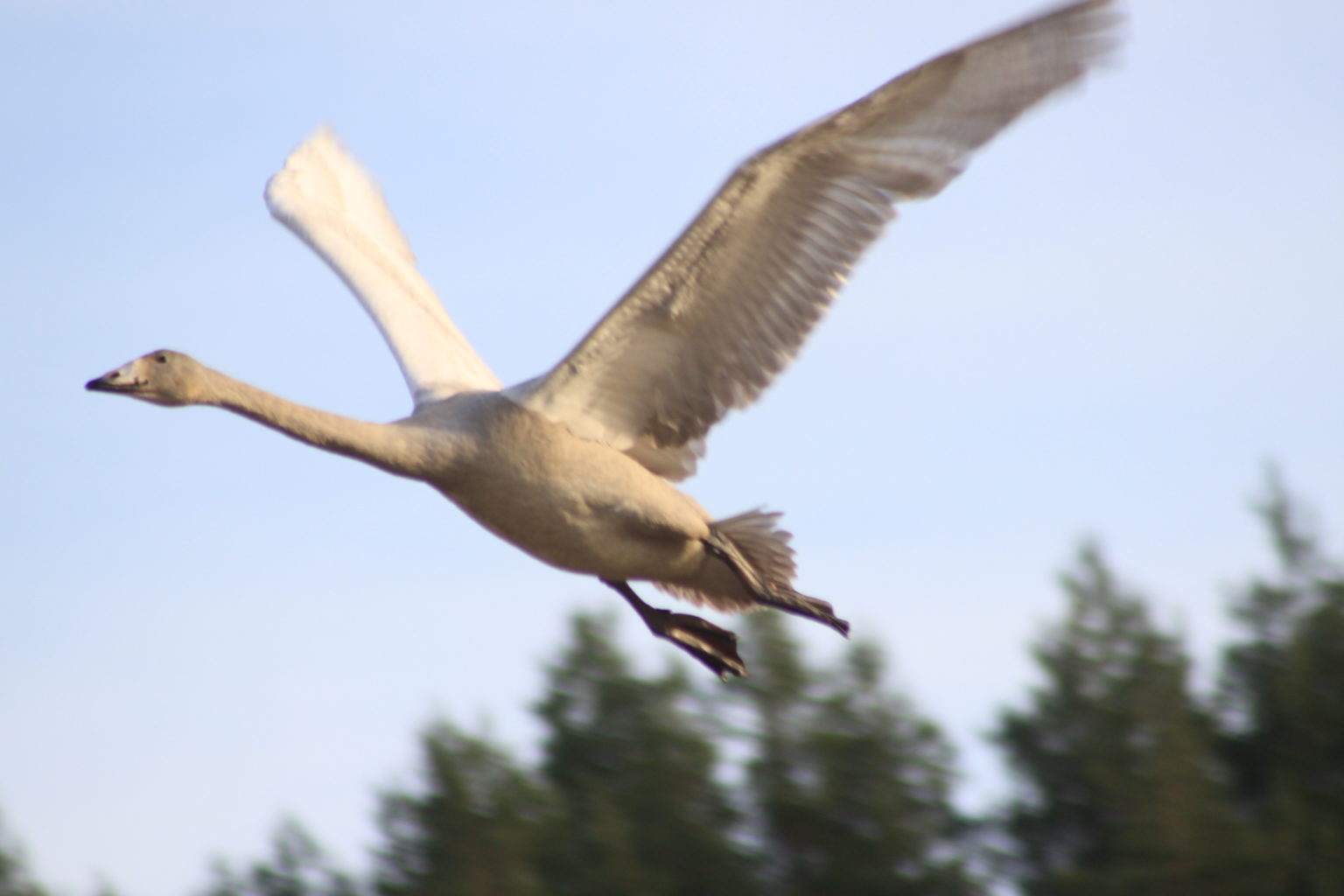 Valokuvaaja: tapio keinonen