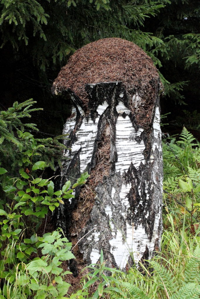 Valokuvaaja: Risto Ristola