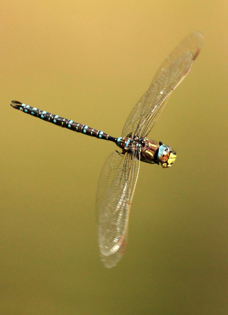 Valokuvaaja: Risto Pasanen