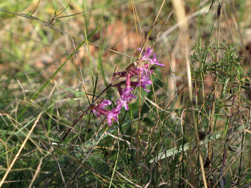 Valokuvaaja: Liisa Johansson Valokuvaaja: Liisa Johansson