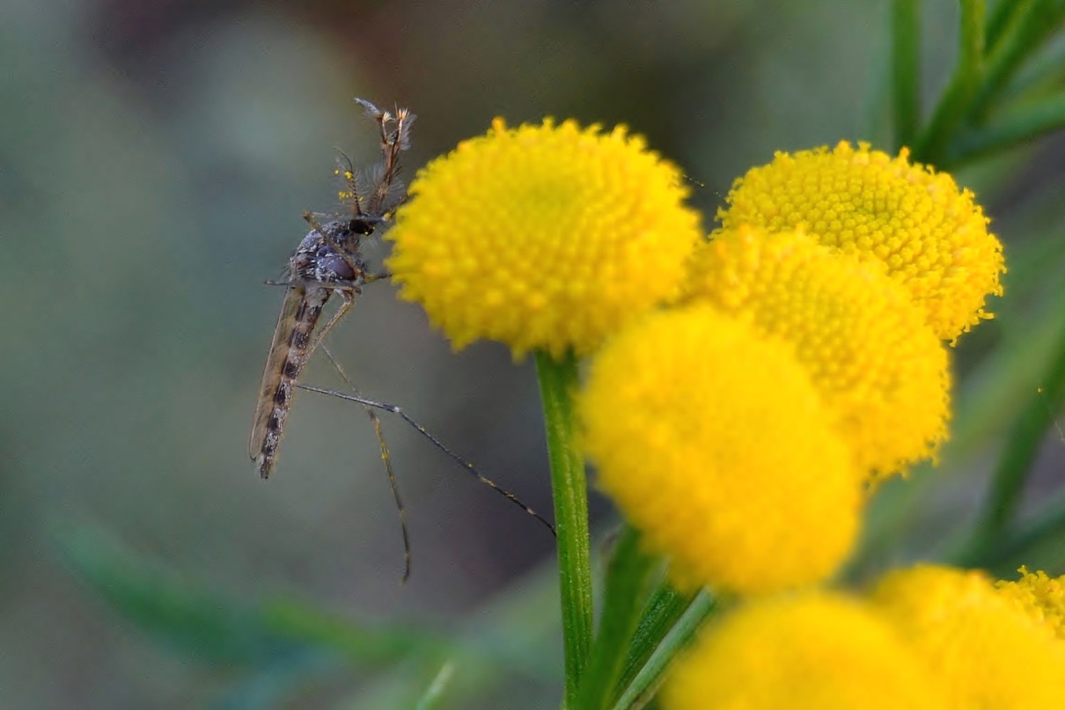 Valokuvaaja: Anna-Liisa Palomaa