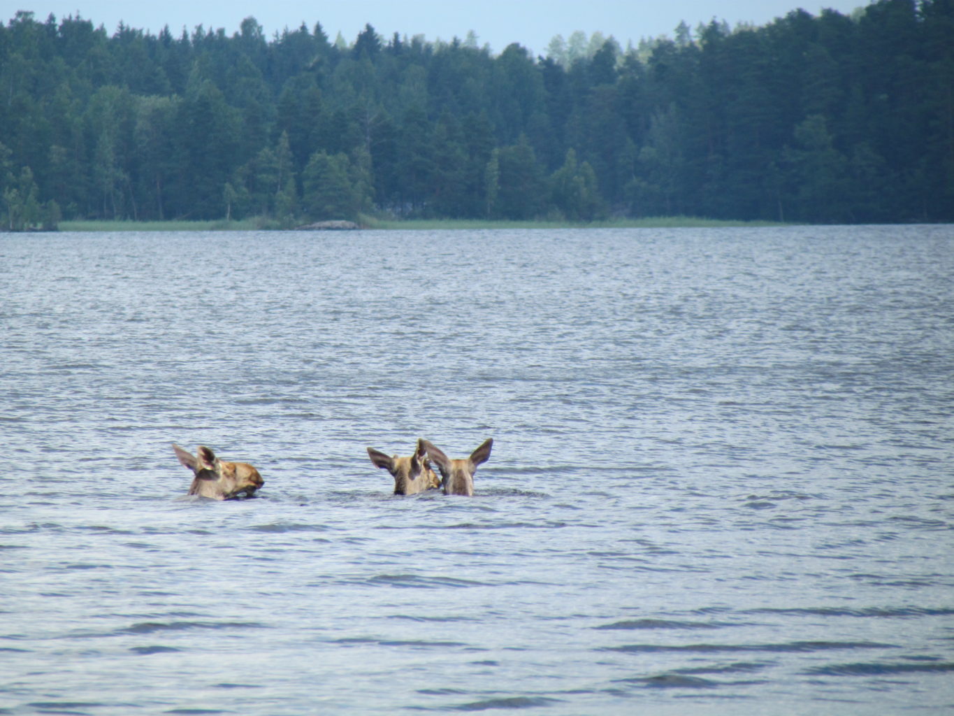 Valokuvaaja: Irmeli Sinisalo