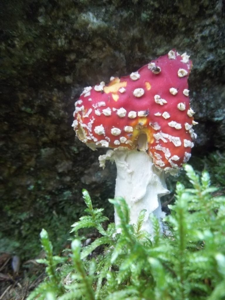 Valokuvaaja: Meri-Piia Mitrovic