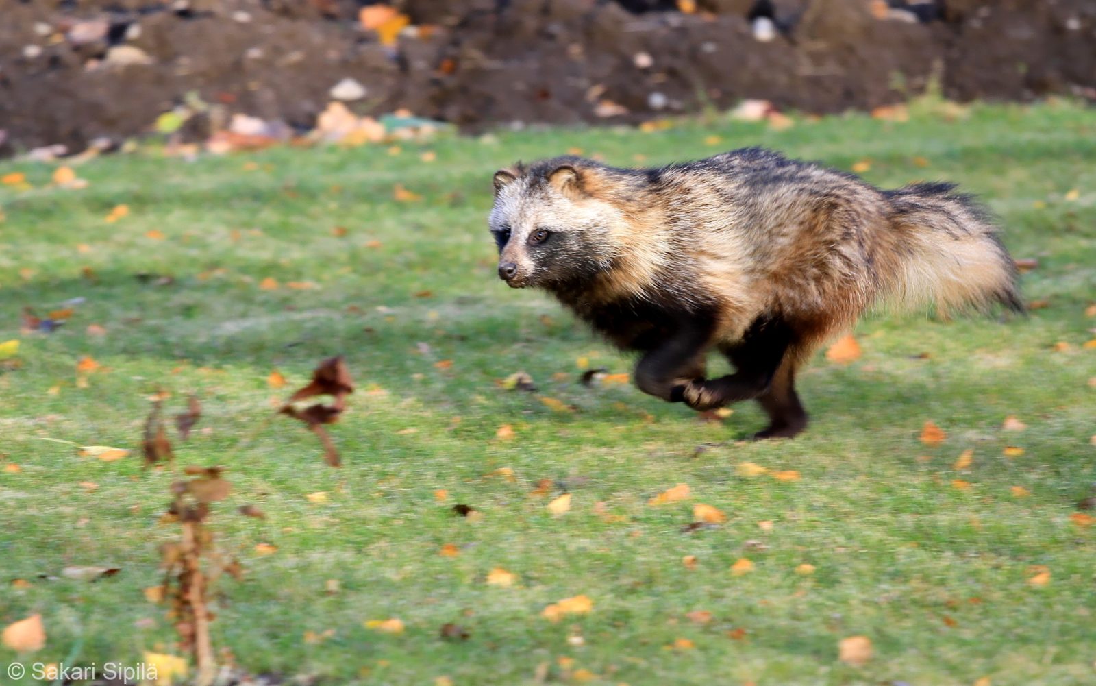 Valokuvaaja: Sakari Sipilä