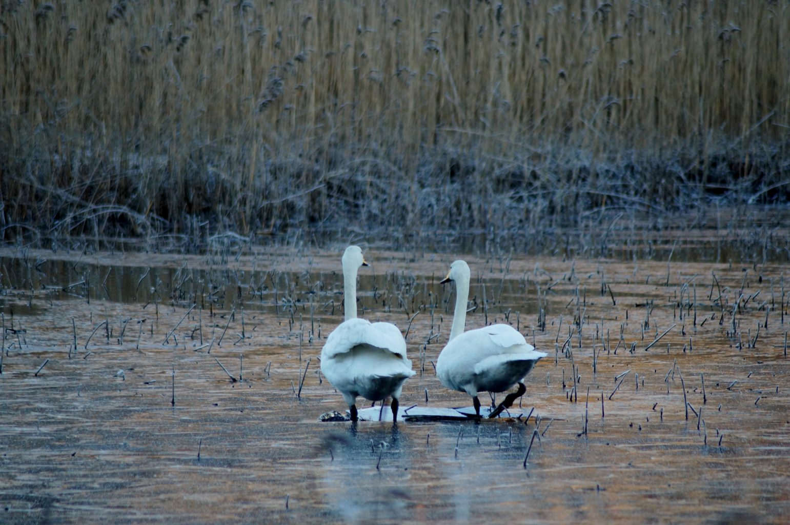 Valokuvaaja: Maarit Siitonen