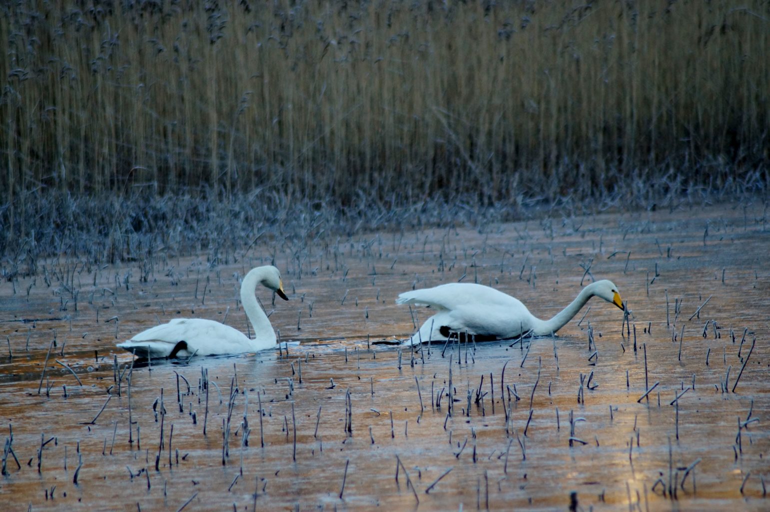 Valokuvaaja: Maarit Siitonen