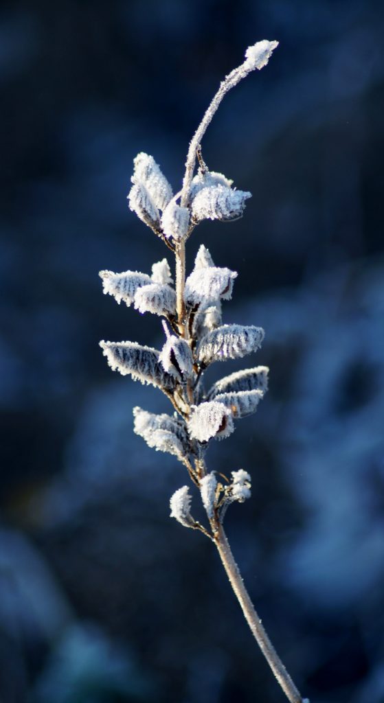 Valokuvaaja: Maarit Siitonen