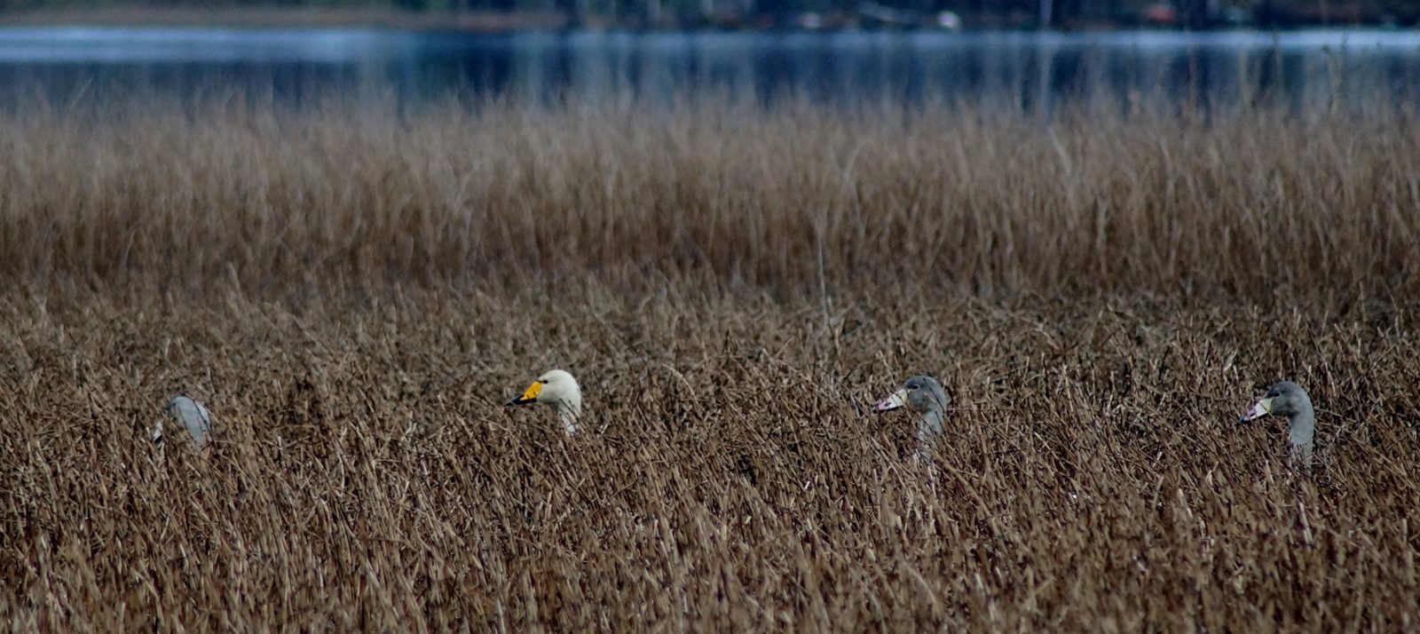 Valokuvaaja: Maarit Siitonen