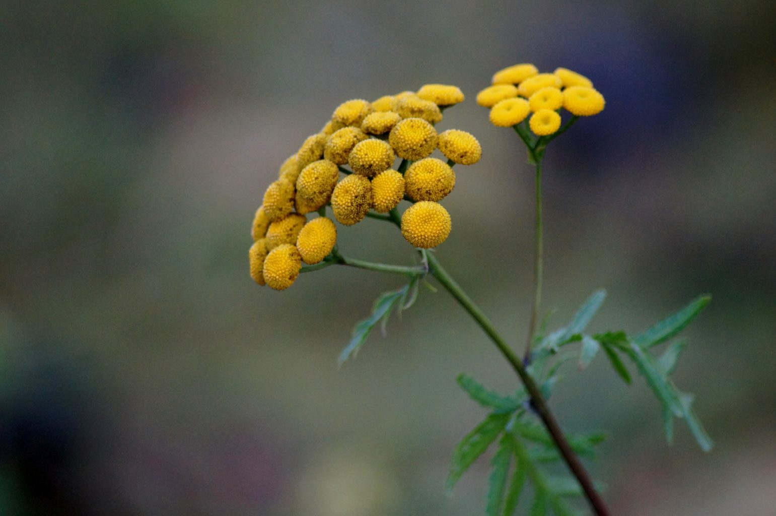 Valokuvaaja: Maarit Siitonen