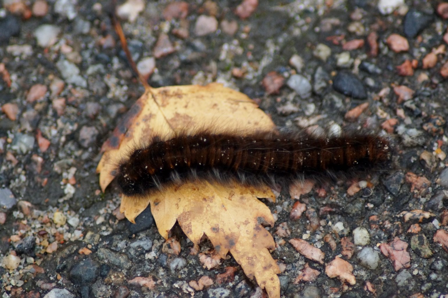 Valokuvaaja: Maarit Siitonen