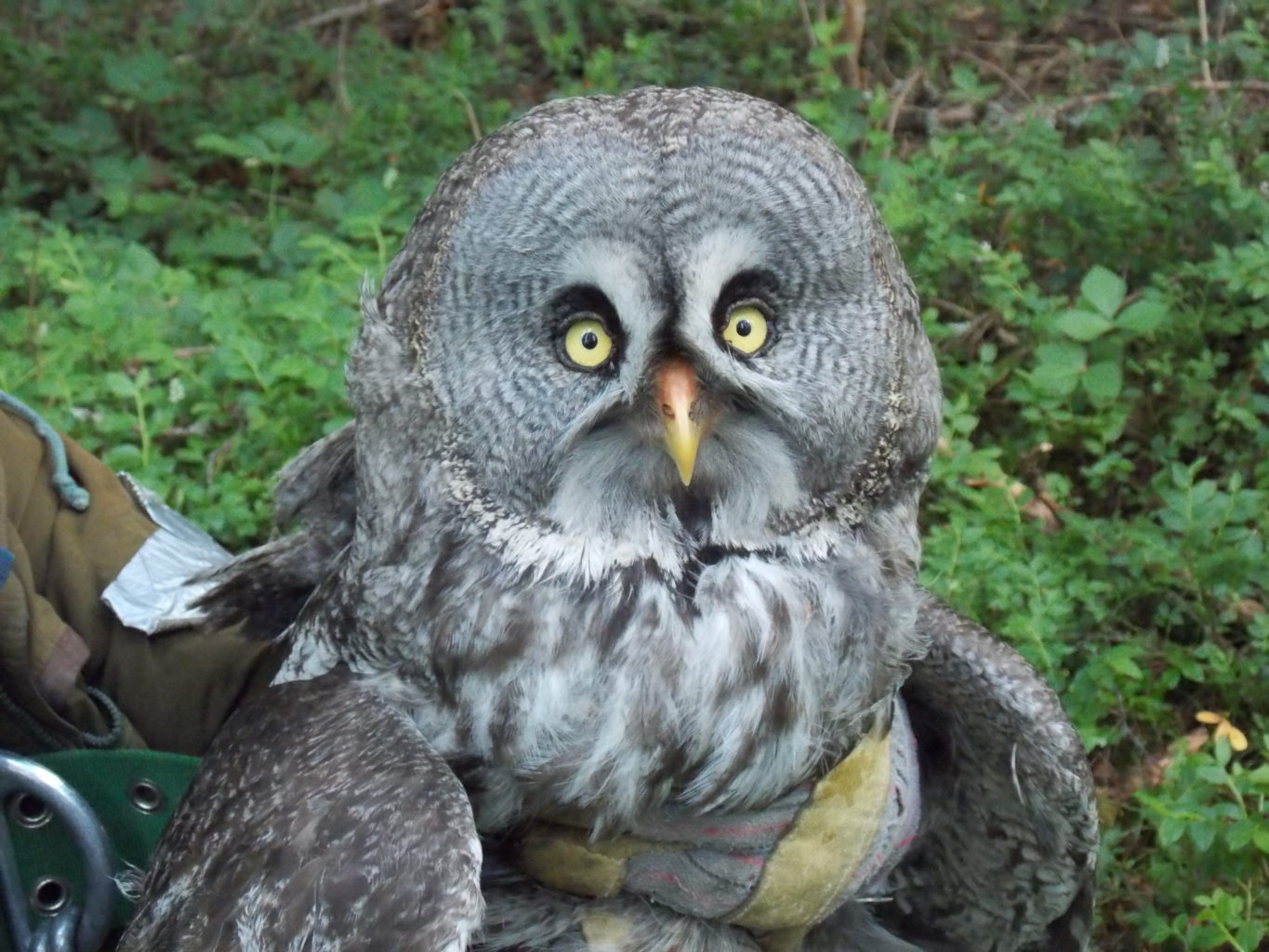 Valokuvaaja: Raili Sallinen