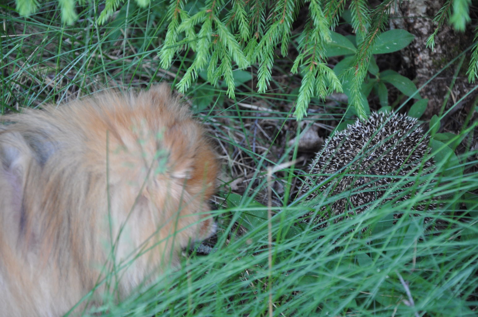 Valokuvaaja: Anna Kinnunen Valokuvaaja: Anna Kinnunen