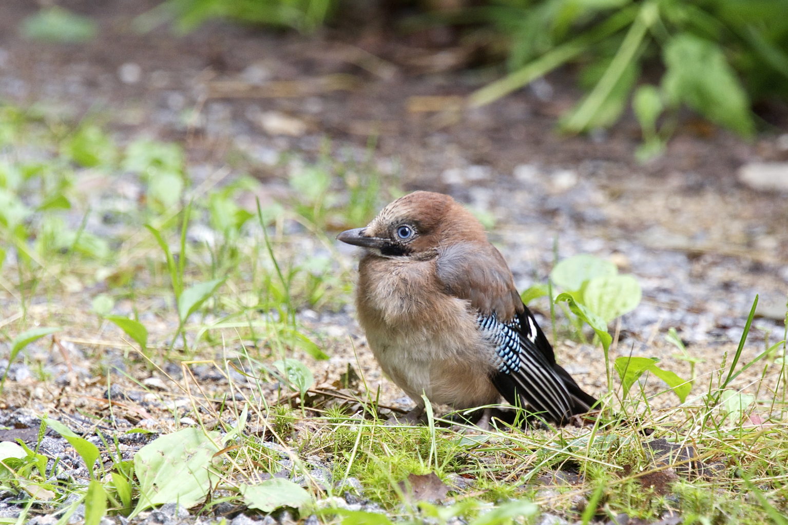 Valokuvaaja: Esa Mertanen