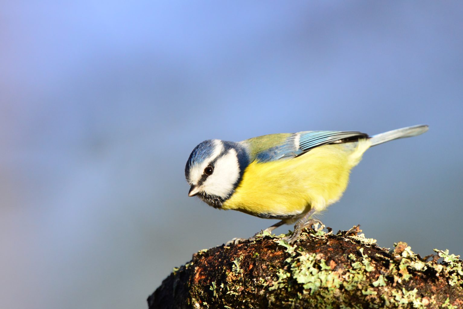 Valokuvaaja: Esa Mertanen Valokuvaaja: Esa Mertanen
