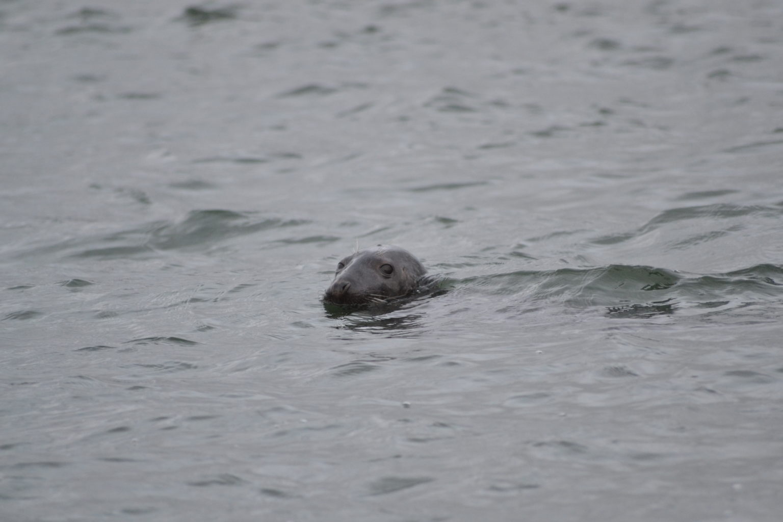 Valokuvaaja: Santeri Haranto