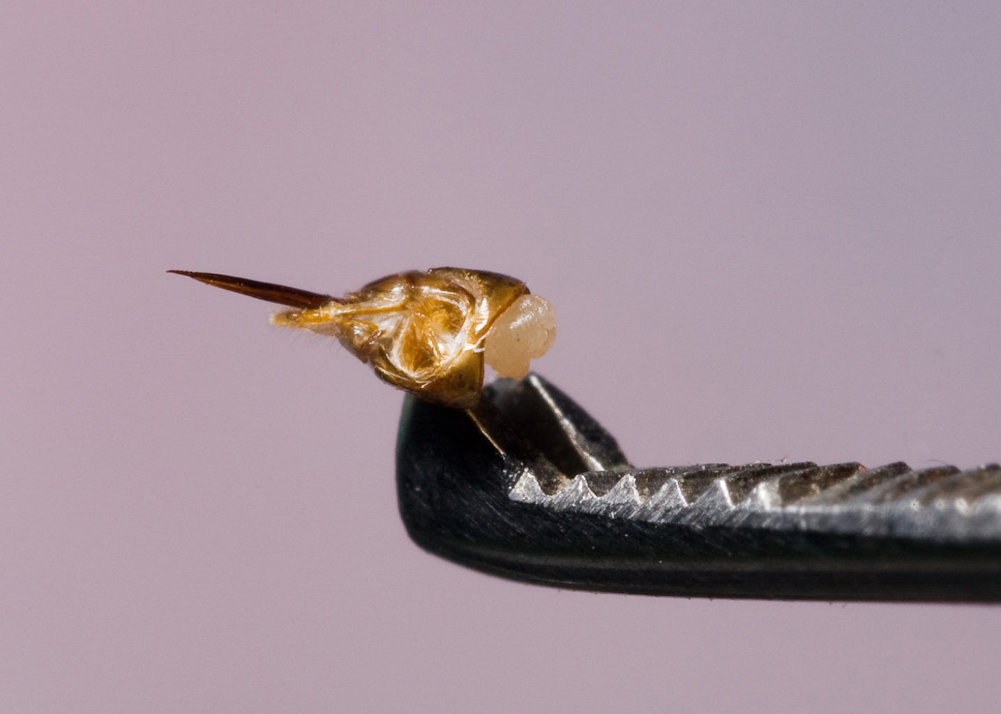 Valokuvaaja: Eino Hämäläinen