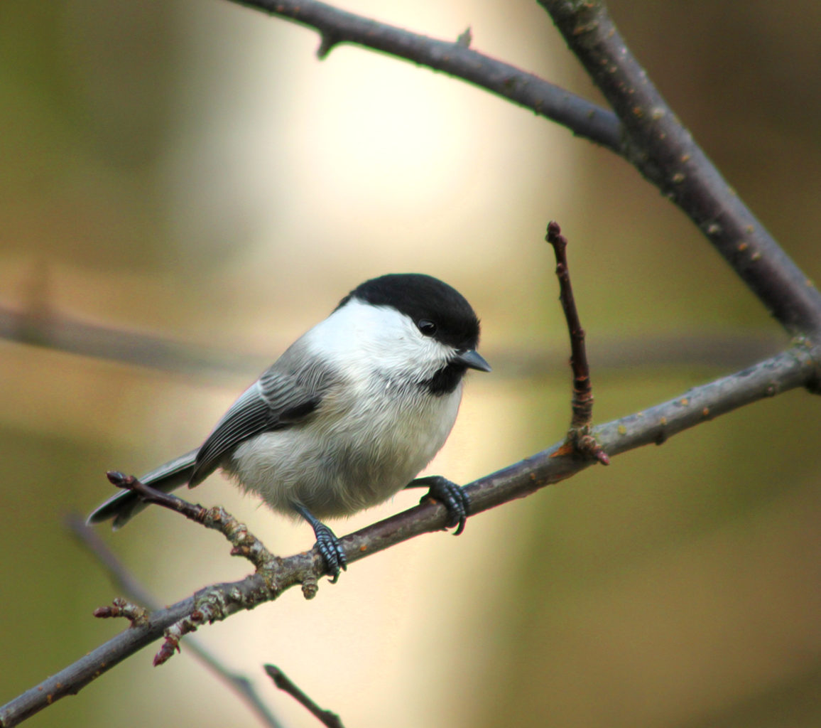 Valokuvaaja: Tarja Porkkala