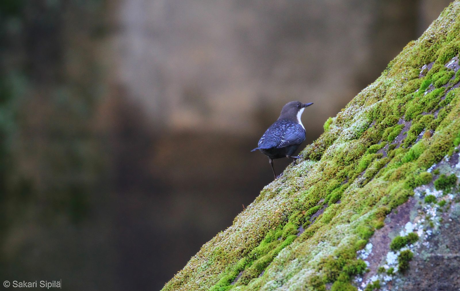 Valokuvaaja: Sakari Sipilä