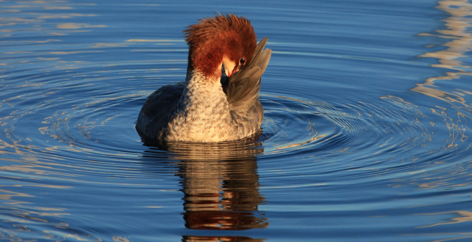 Valokuvaaja: Närhi Mailis