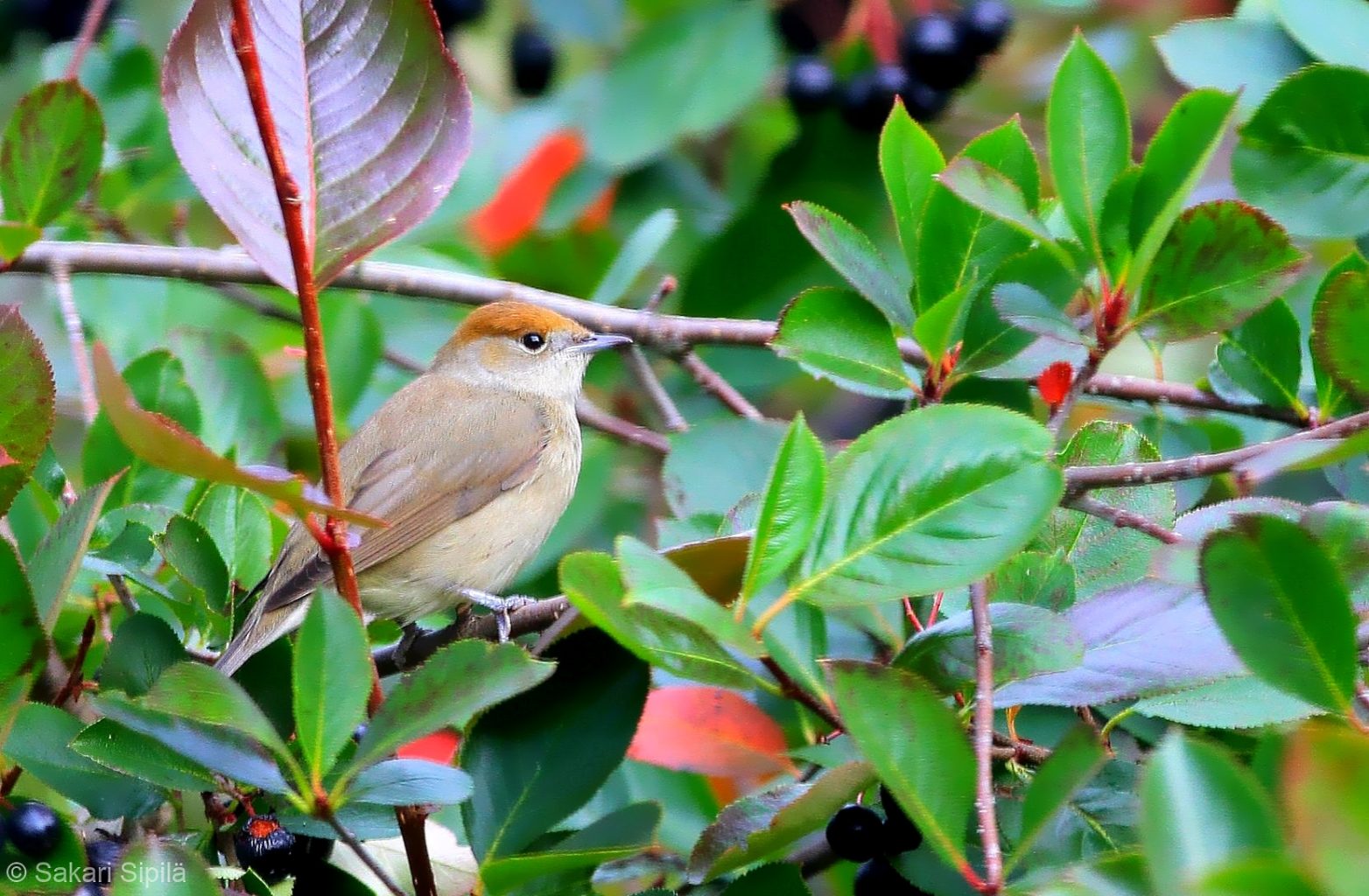 Valokuvaaja: Sakari Sipilä