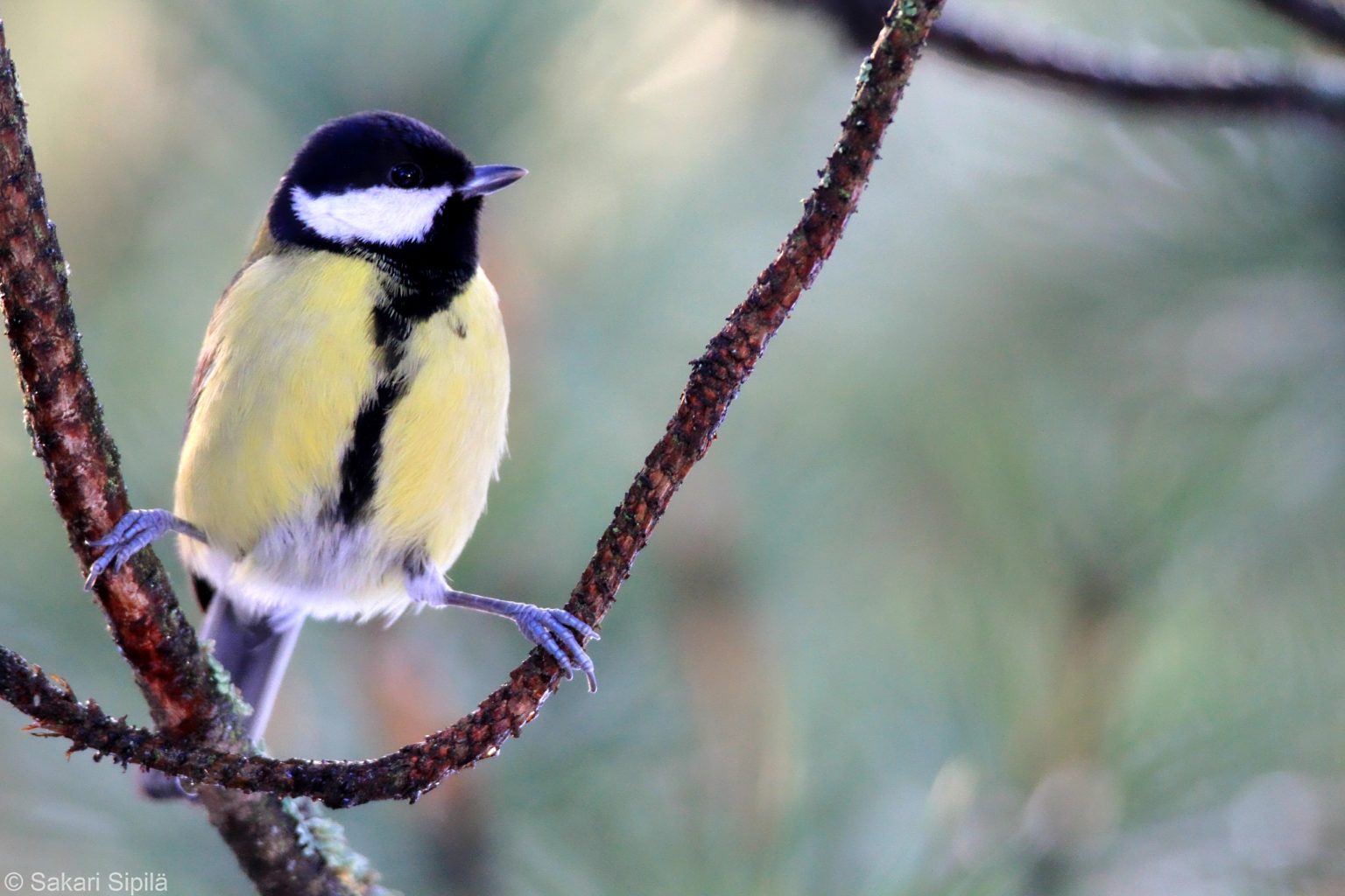 Valokuvaaja: Sakari Sipilä
