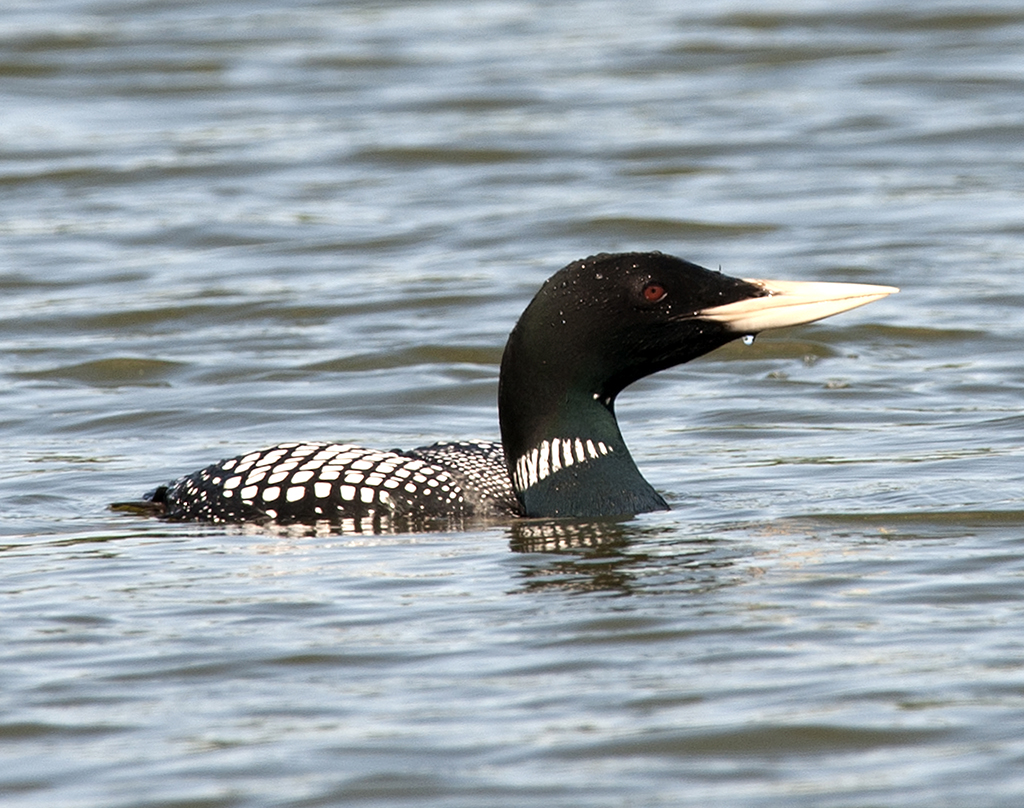 Valokuvaaja: Eino Hämäläinen
