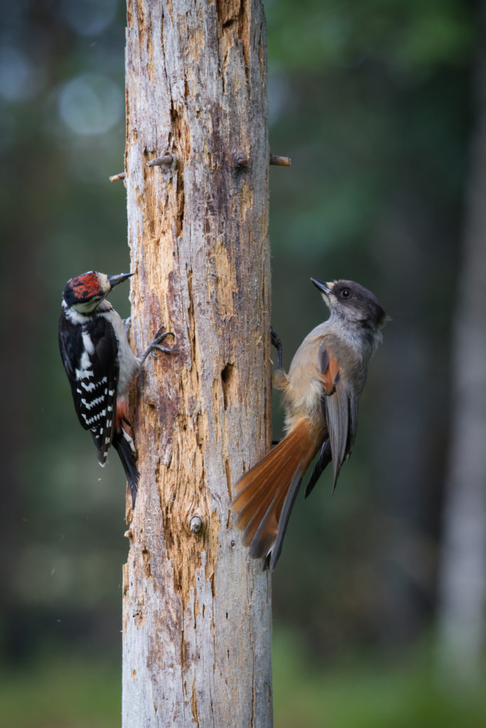 Valokuvaaja: klaus olsen