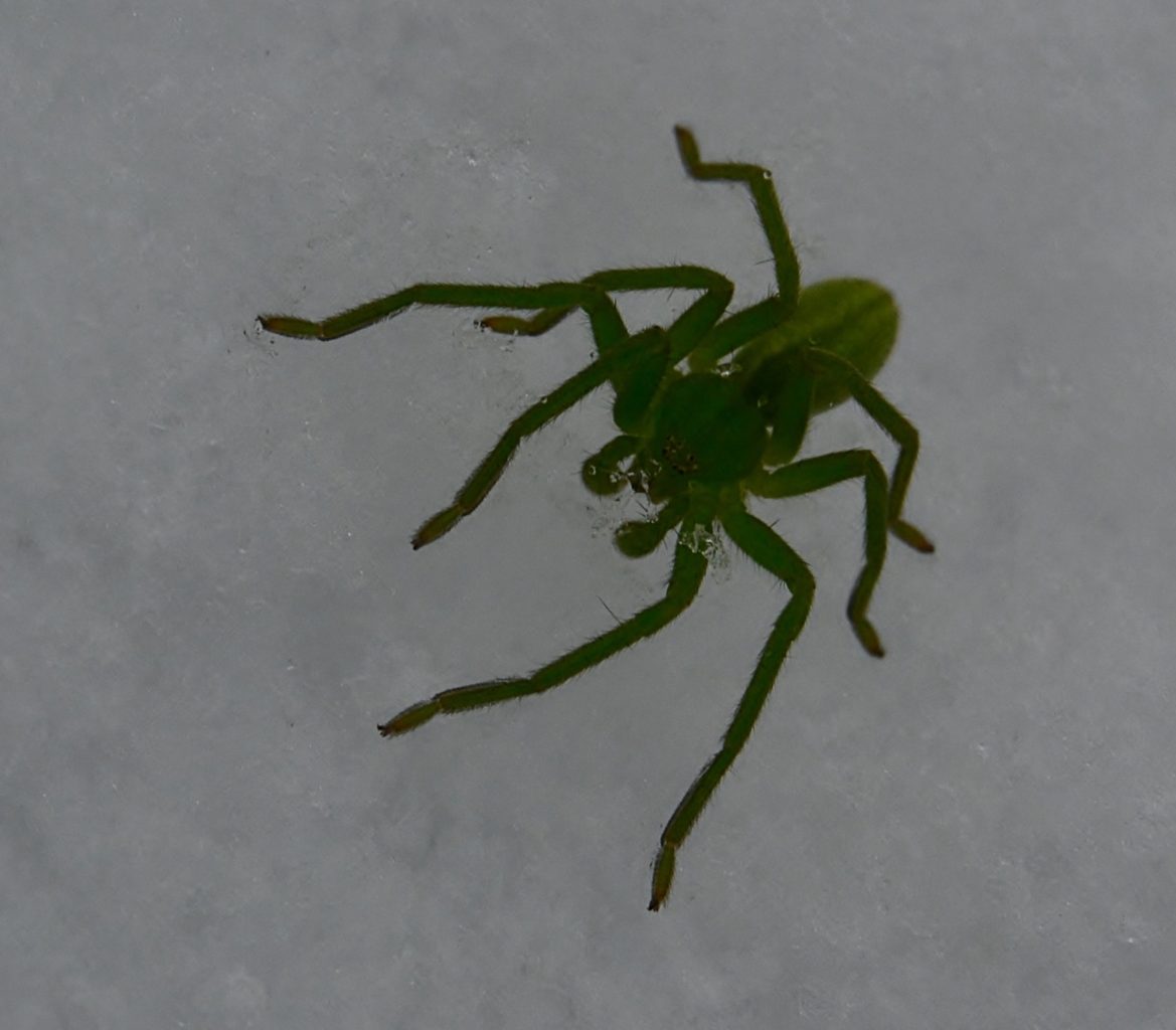 Valokuvaaja: Anna-Liisa Palomaa