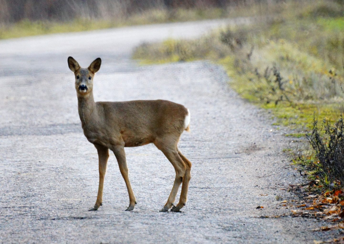 Valokuvaaja: Simo Pilpola