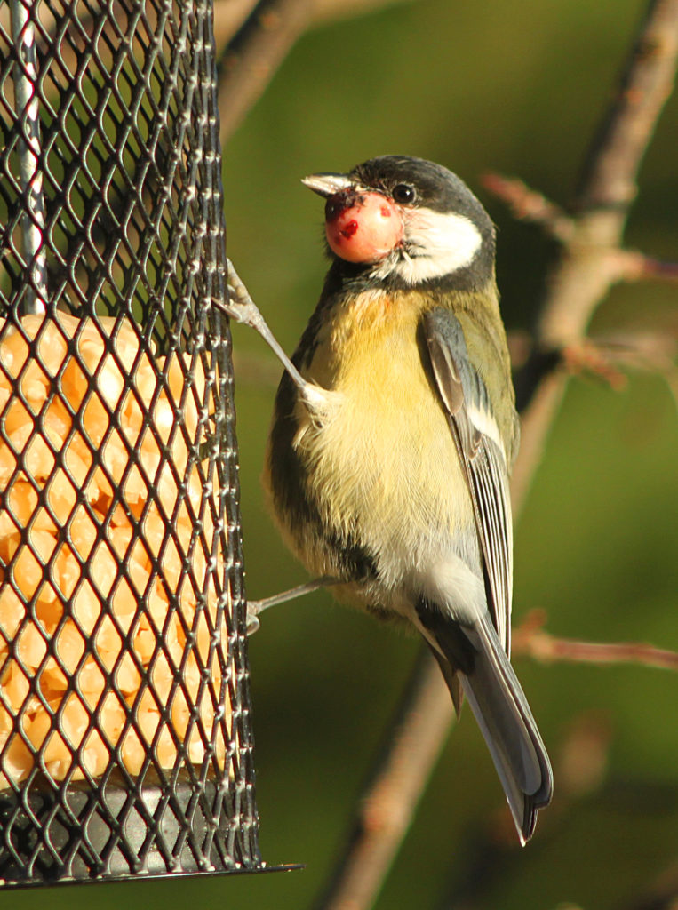 Valokuvaaja: Tarja Porkkala
