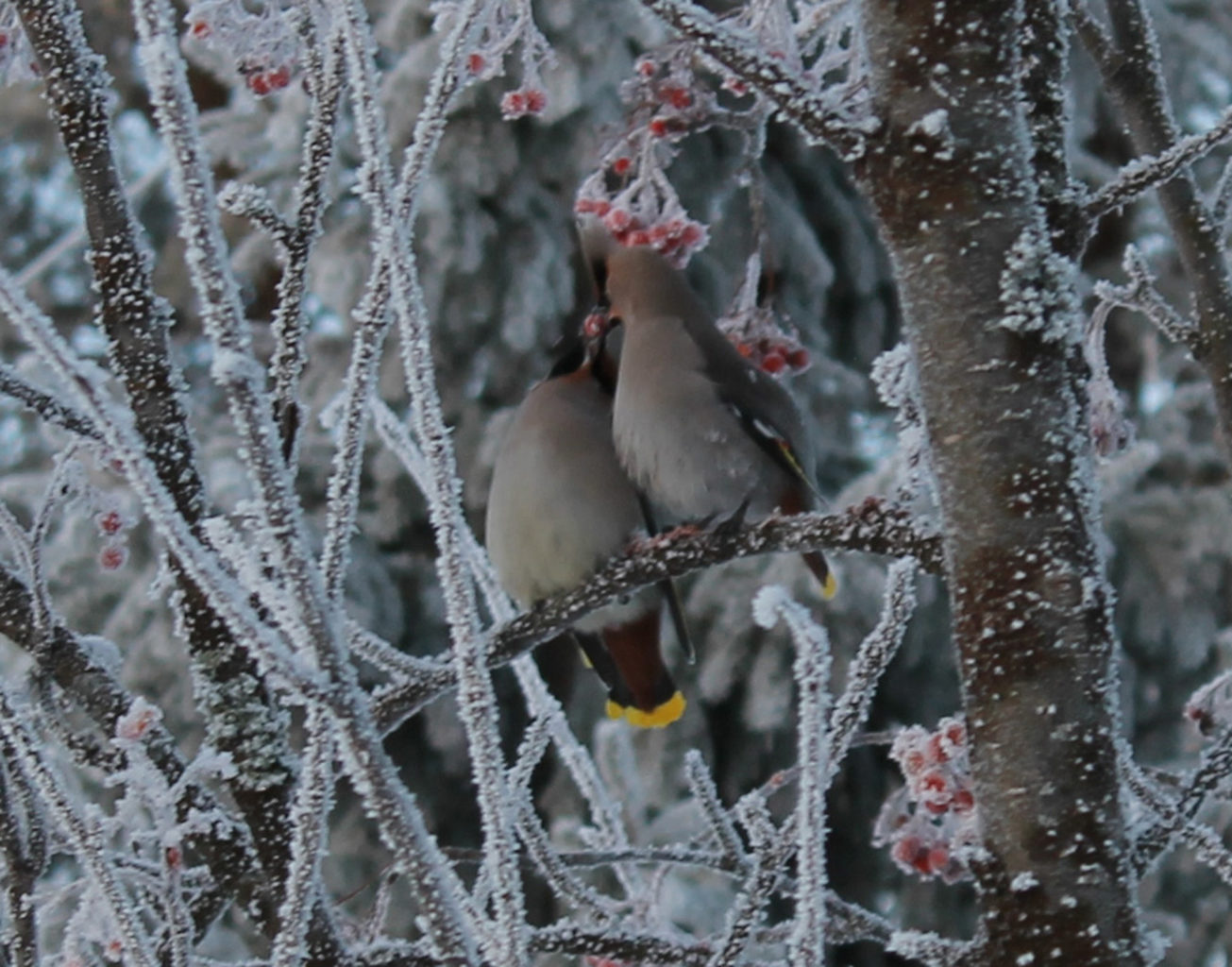 Valokuvaaja: Sari Mourujärvi