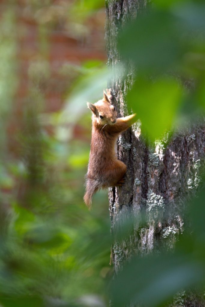 Valokuvaaja: Mauri Jussila